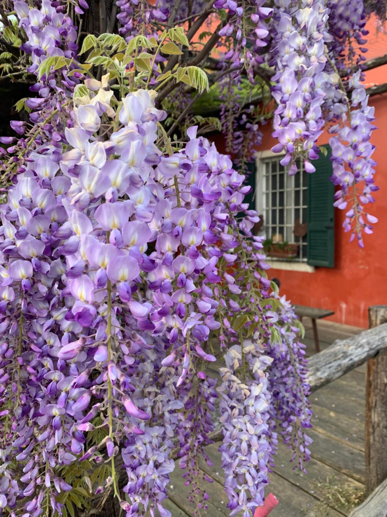 Fattoria Amelia Villa Santa Caterina  Екстериор снимка